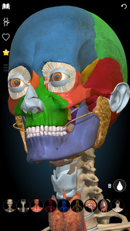 3D Anatomy Learning - Atlas screenshot-7