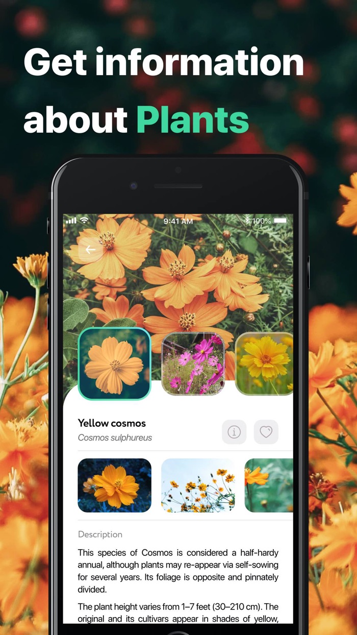 Plant  Flower Identifier