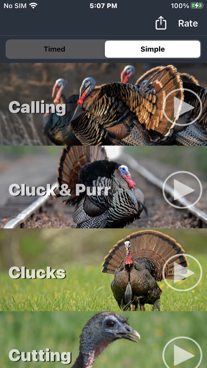 Wild Turkey Calls