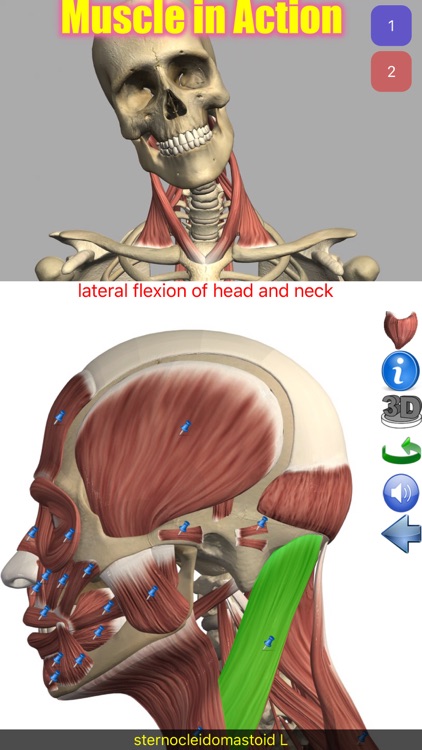 Visual Anatomy screenshot-0