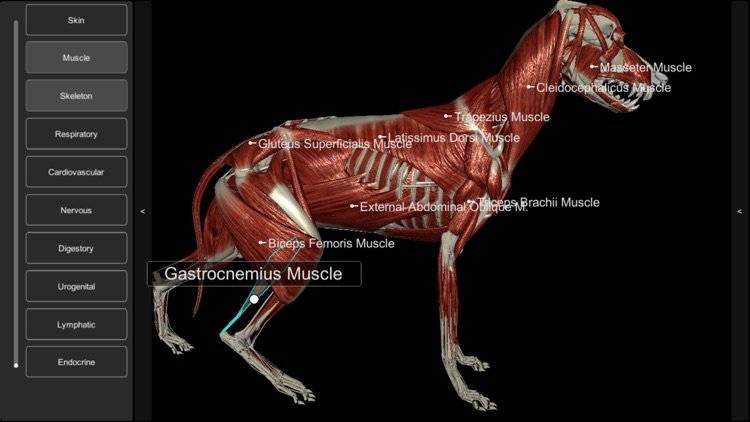 3D Canine Anatomy by 
