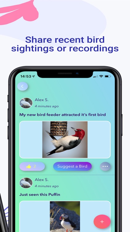 Birdify - Bird Identifier screenshot-3