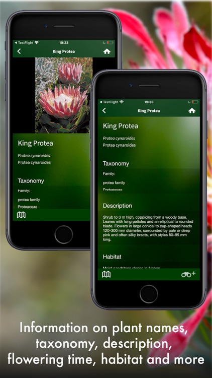 Wildflowers of South Africa screenshot-3