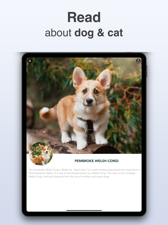 Pet Identifier - What dog, cat