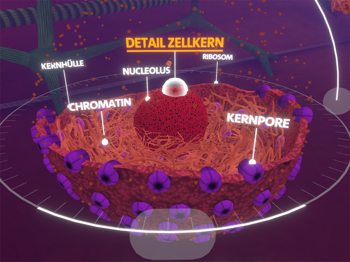 Körperzelle AR