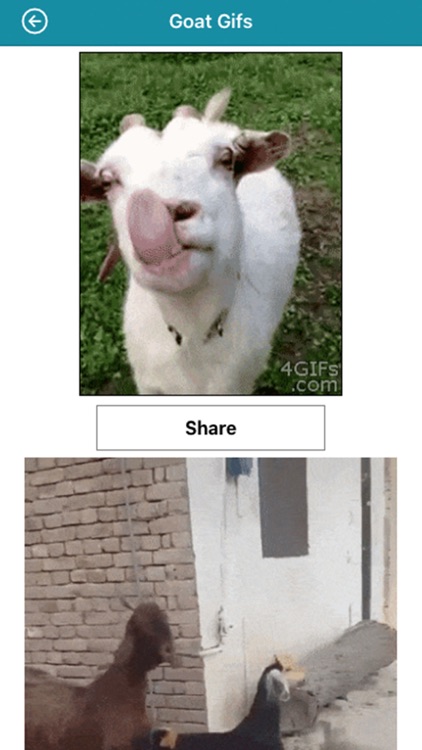 Funny Goat Sounds