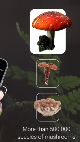 Game screenshot Mushroom Identifier ‣ apk
