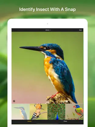 Bildschirmfoto 2 bird watching bird identifier iphone