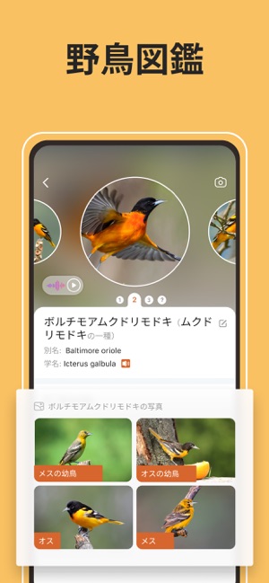 Picture Bird 撮ったら 判る 1秒鳥図鑑 をapp Storeで