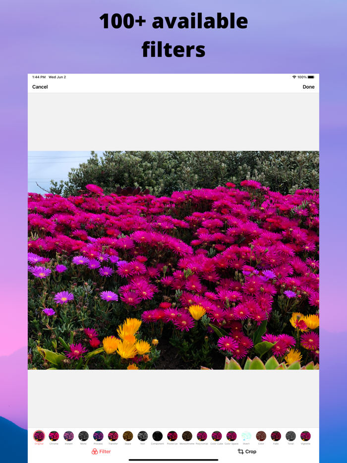Parrot - Colorful Filters