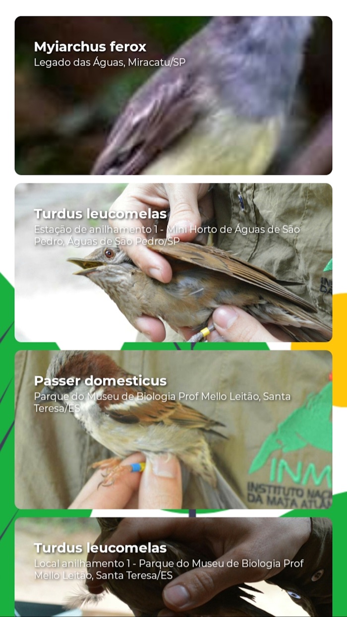 Aves Usando Pulseiras