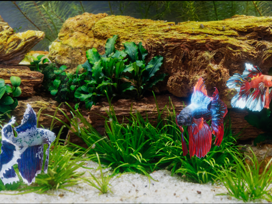 Betta Fish - Virtual Aquarium Screenshots