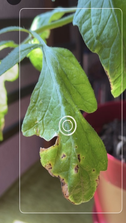 Tomato Diseases Identification