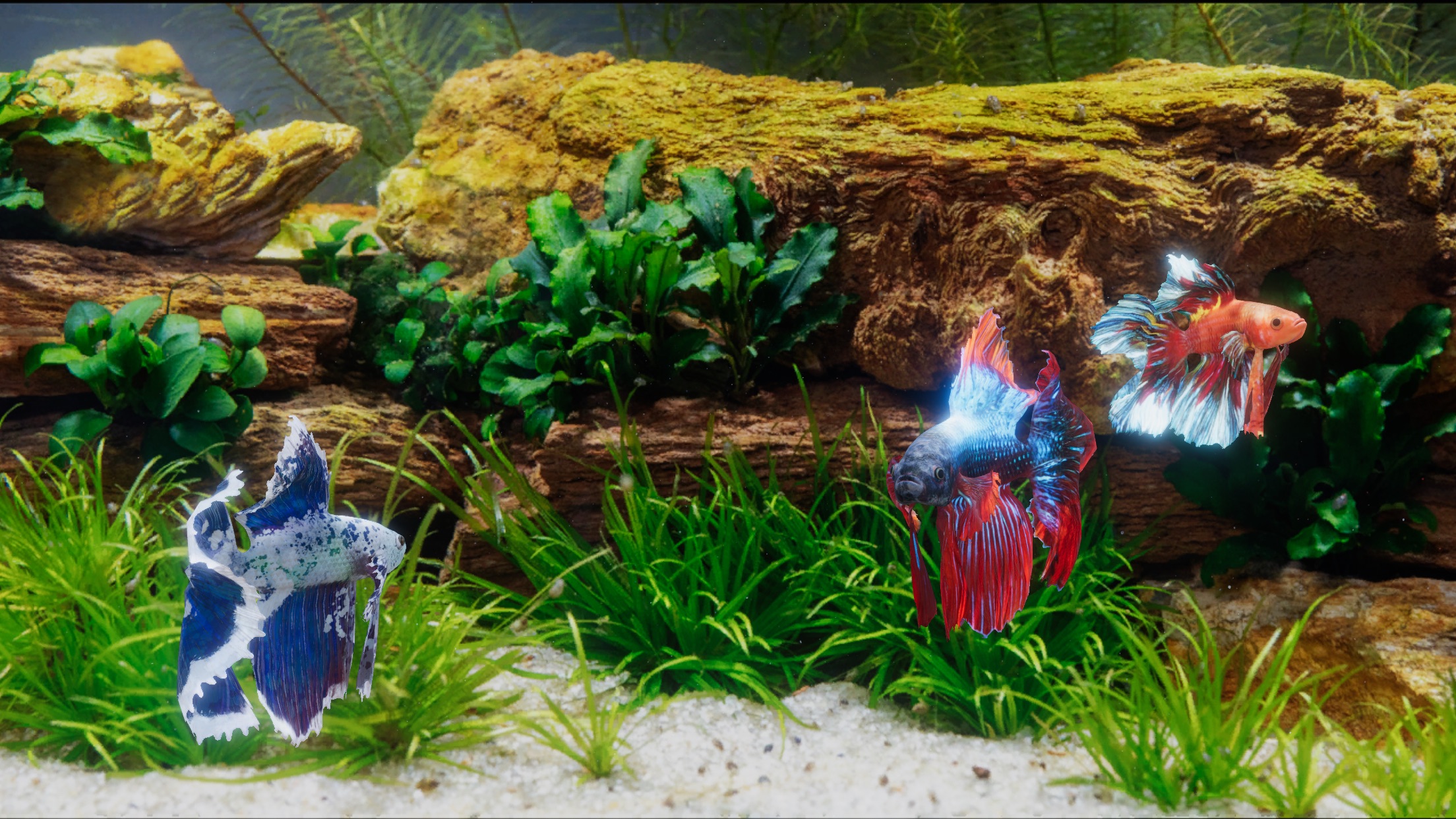Screenshot do app Betta Fish - Virtual Aquarium