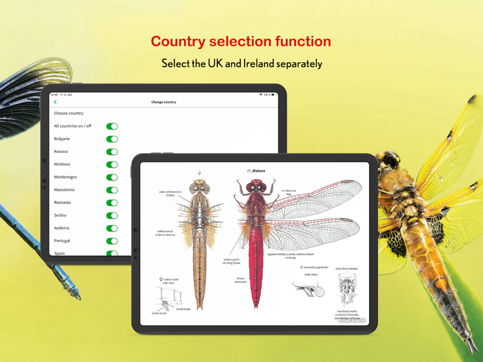 Dragonfly Id Britain  Europe