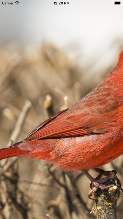 Encyclopedia of Birds