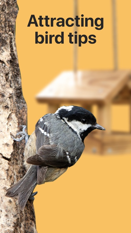 Picture Bird: Birds Identifier screenshot-4