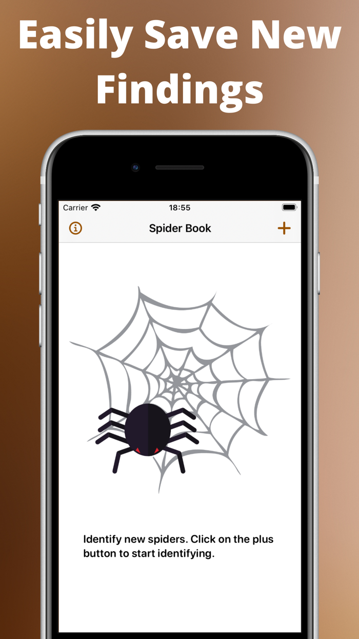 Spider identifier - Bug,insect