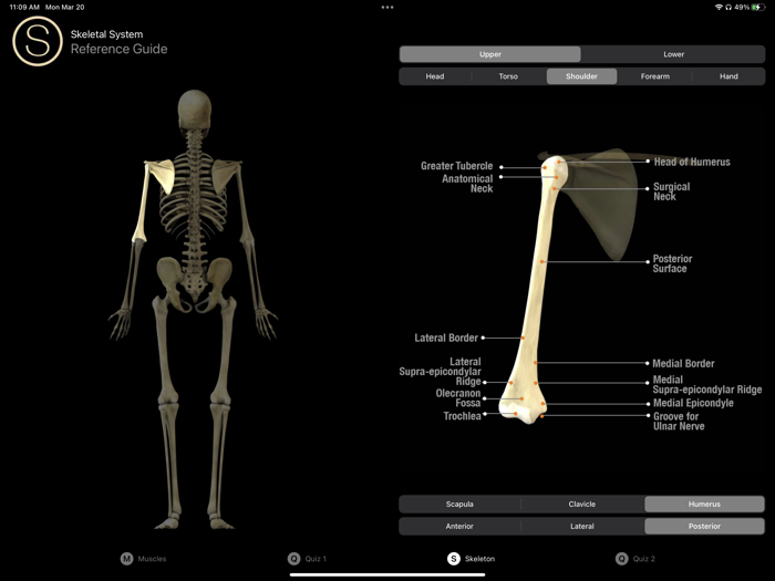 Human Anatomy Study Guide