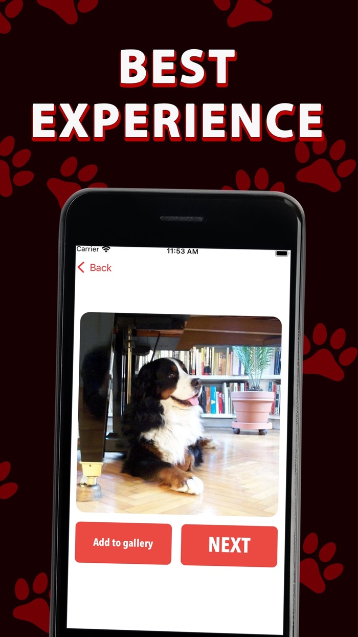 Red Dog - Play and Train