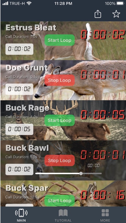 Whitetail Deer Calls for Hunt