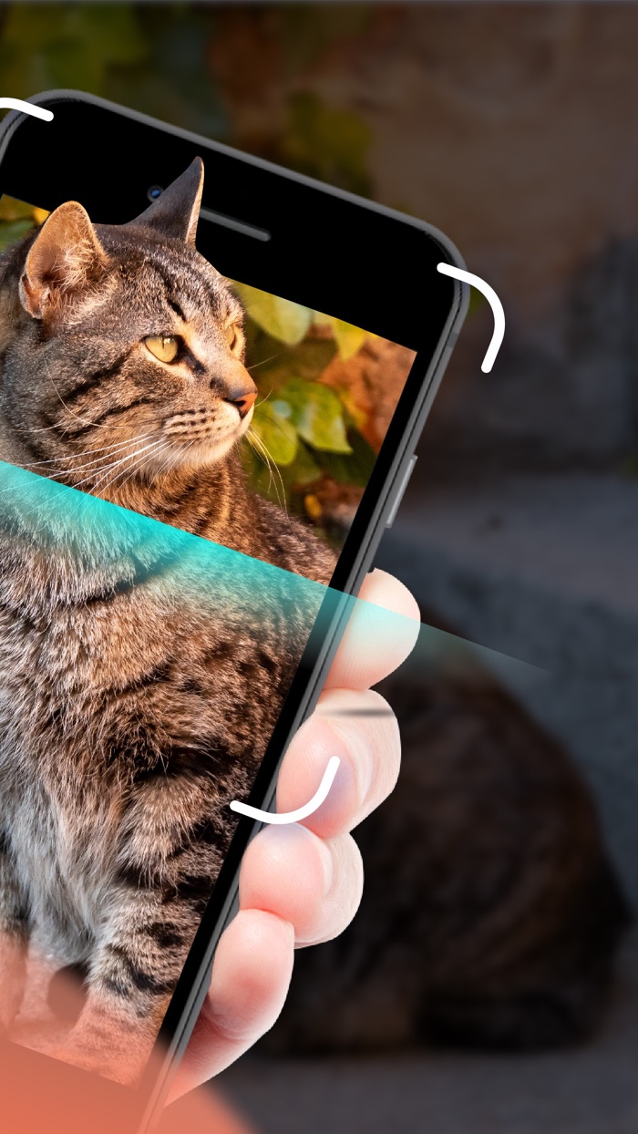 Cat Identifier - Cat Scanner