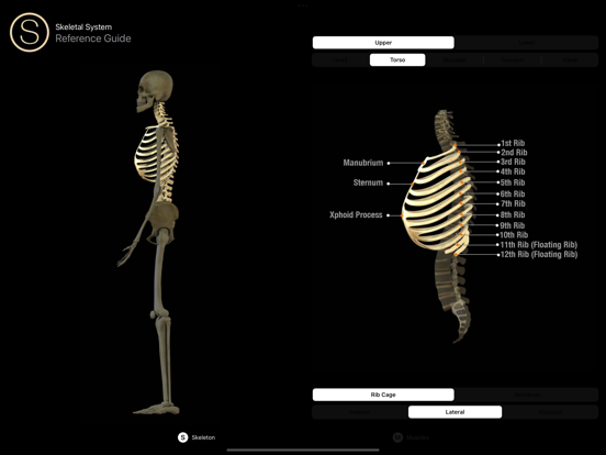 Anatomy Reference Guide screenshot 2