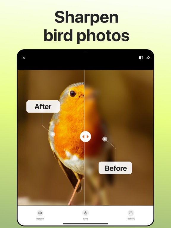 Picture Bird: Birds Identifier screenshot 3
