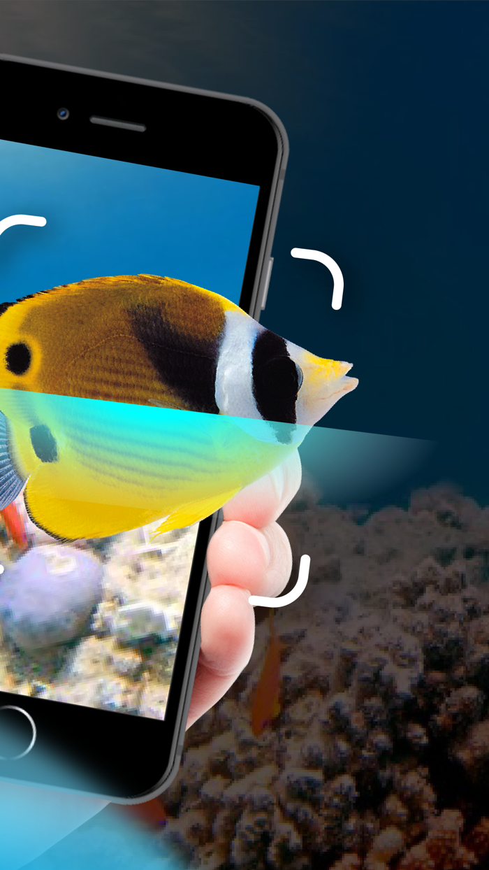 Fish Identifier - Fishing