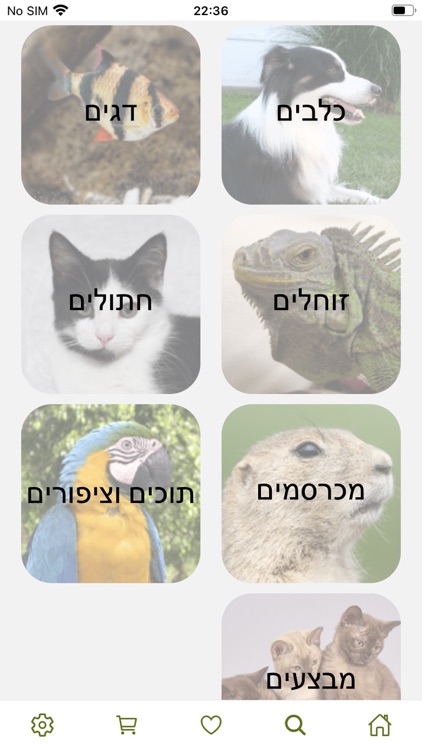 קן התוכי screenshot-3