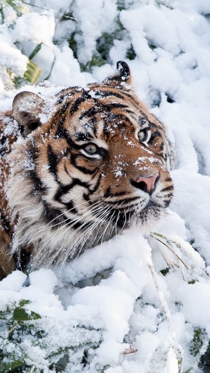 Wallpapers Premium screenshot-6