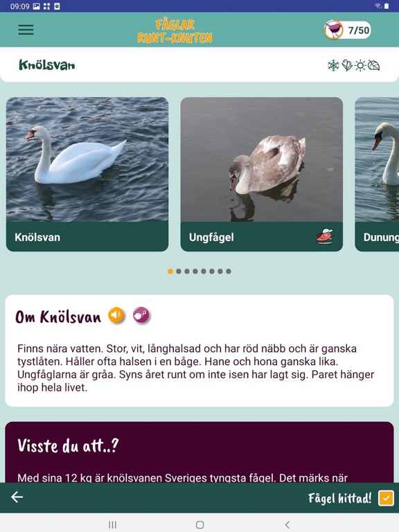 Fåglar Runt-Knuten screenshot 3