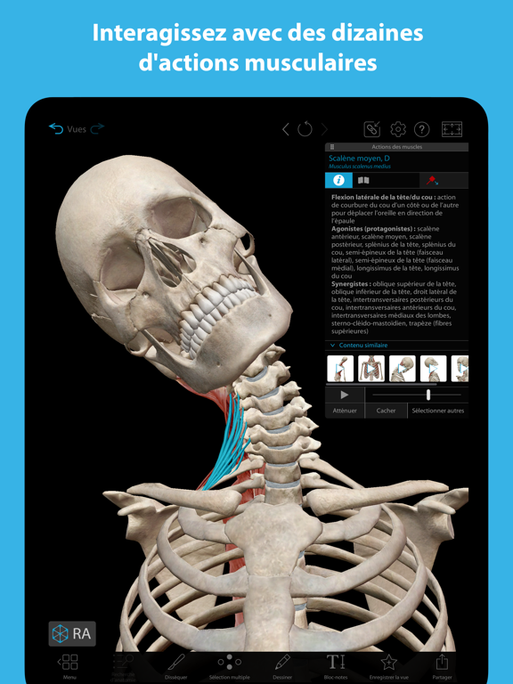 Muscles & Kinésiologie Muscles & Kinésiologie