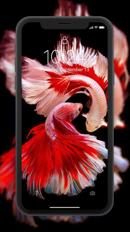 Fish Wallpaper 4D screenshot-5