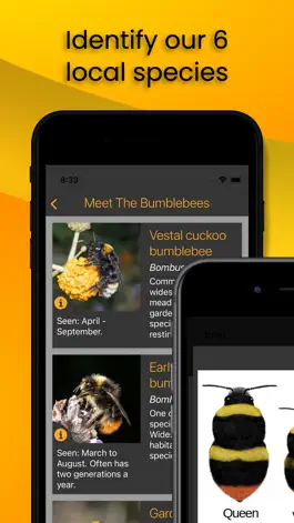 Game screenshot Bumblr - Guernsey Bumblebees hack