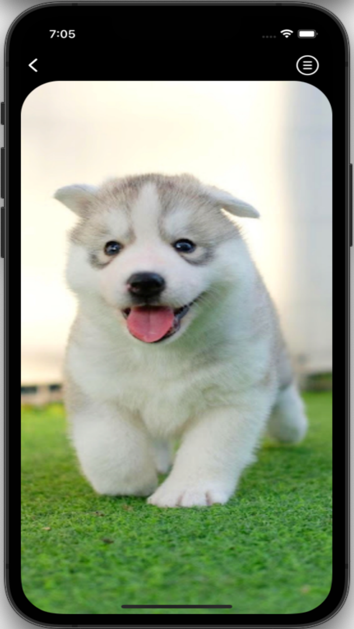 Husky Wallpapers HD Pro