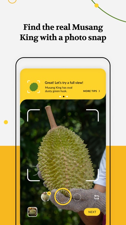 Musang King