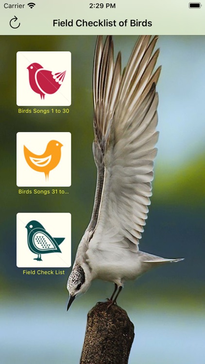 Common Birds Songs