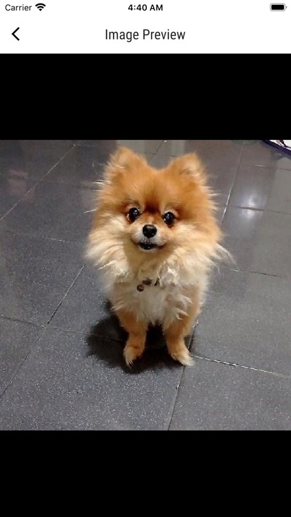 Whats Dog screenshot-3