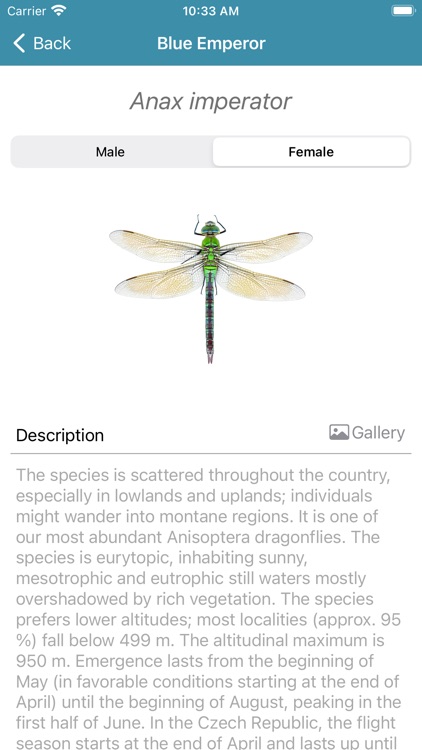 Dragonfly Hunter CZ