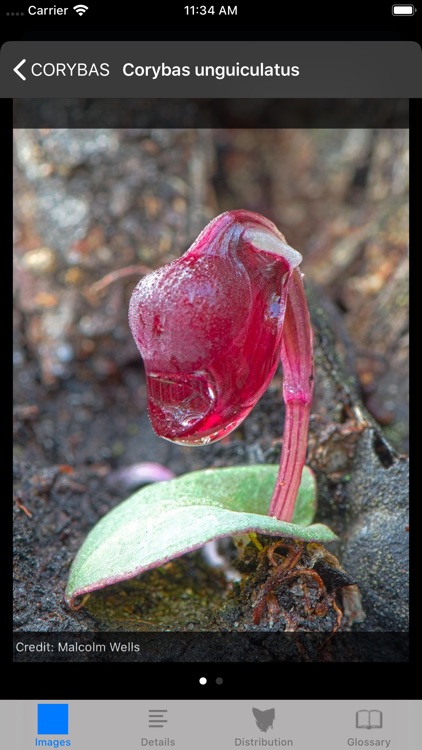 Orchids of Tasmania screenshot-5