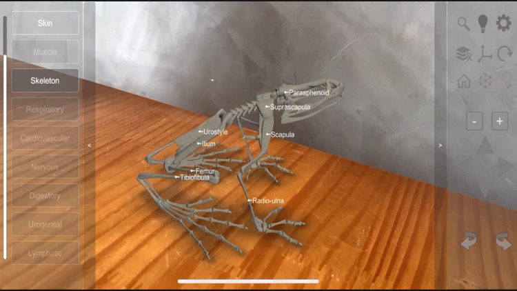 3D Frog Skeleton