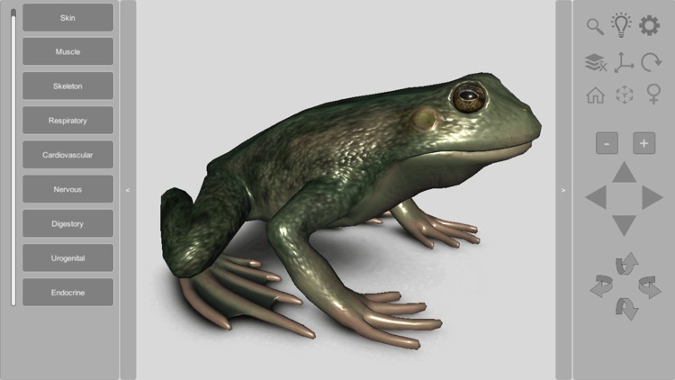 3D Frog Anatomy