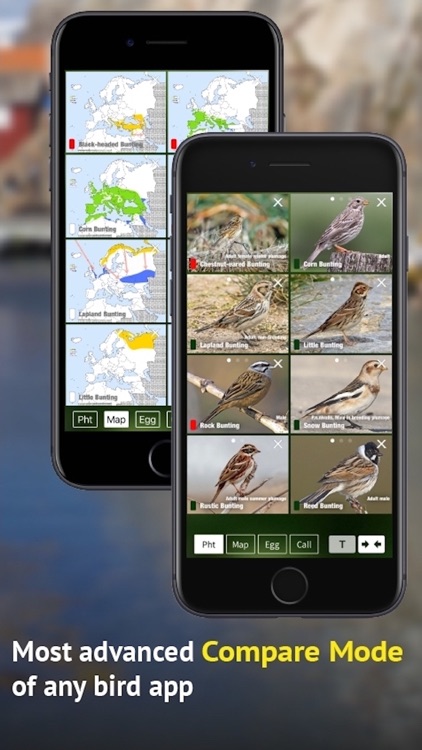 All Birds Sweden - Photo Guide screenshot-6