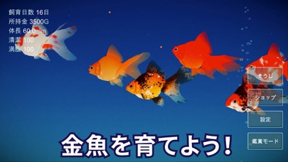 最新スマホゲームのポケット金魚：のんびり癒しの金魚育成アクアリウムが配信開始！
