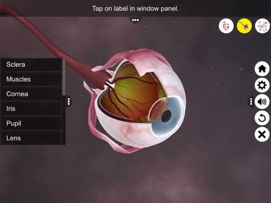 The Eye (Anatomy & Physiology) screenshot 4