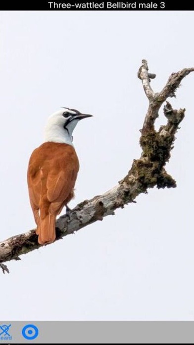 How to cancel & delete Costa Rica Birds from iphone & ipad 4