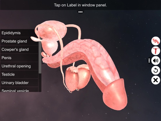 Human Reproductive System screenshot 3