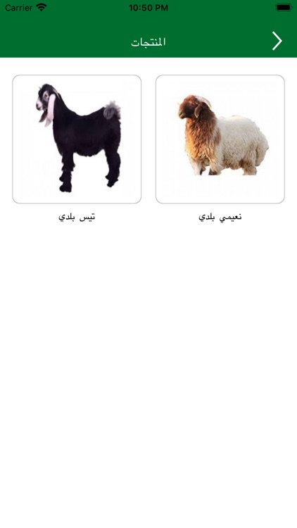 Gulf Cattle - المواشي الخليجية