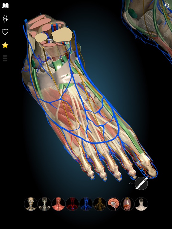 3D Anatomy Learning - Atlasのおすすめ画像6